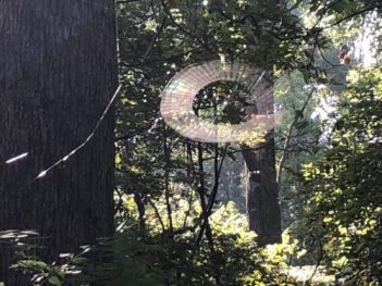 spider web in forest
