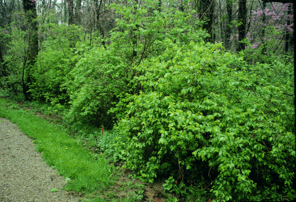 bush honeysuckle