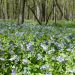 bluebells in brady woods