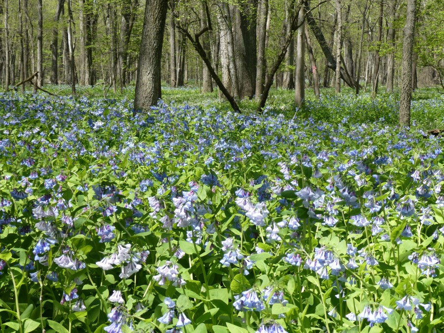 bluebells in brady woods